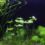 植栽から13日目(トリミング後)　アマゾンチドメグサ